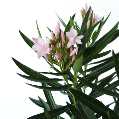 American Plant Exchange Oleander 'Petite Pink' – 10-Inch Pot – Live Flowering Shrub with Soft Pink Blooms, Drought-Tolerant Outdoor Plant for Patios, Gardens, Borders & Landscape Hedges