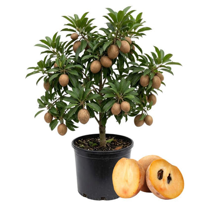 Live Sapodilla Plant 2-3 Feet in 3 Gallon Pot, Sapote Plant Live, Tropical Fruit Tree for Outdoor Garden, No Ship to CA