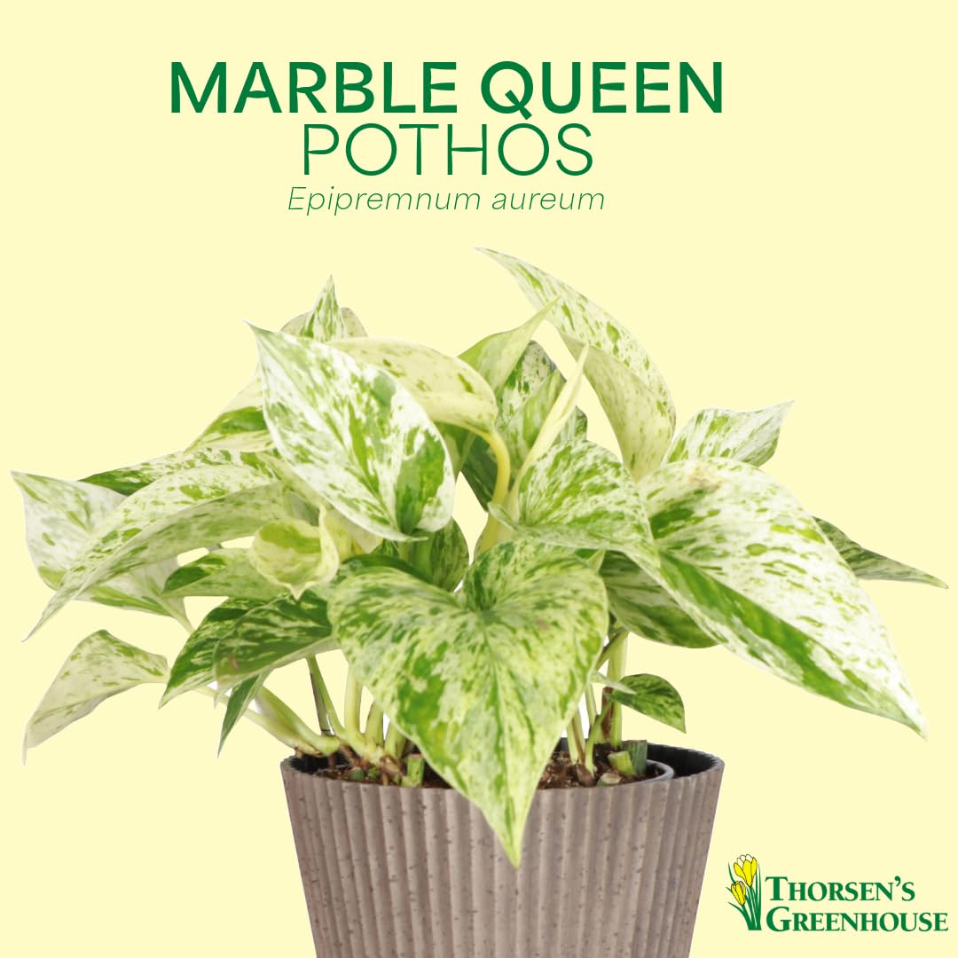 Thorsen's Greenhouse Marble Queen Pothos, Live Indoor Plant, Easy to Grow, Rare Variegated Houseplant, Natural Air Purifier, 6-inch Diameter Pot (Nursery Pot)
