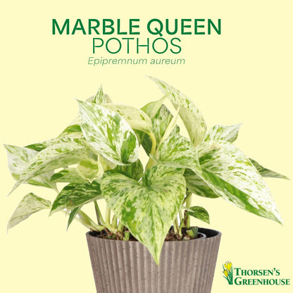 Thorsen's Greenhouse Marble Queen Pothos, Live Indoor Plant, Easy to Grow, Rare Variegated Houseplant, Natural Air Purifier, 4-inch Diameter Pot (3 Pack Nursery Pots)
