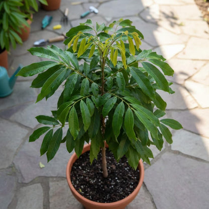 Longan Tree Live Plant, Longan Plant Live, Well Rooted in 4 Inches Pot, 6 to 8 Inches Tall, Sweet Fruit for Indoor Outdoor Growing