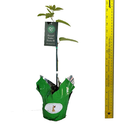 Lady Margaret - Passion Flower Vine - Passiflora coccinea Hybrid - Live Butterfly Plant - Burgundy Red Bloom - Emerald Goddess Gardens - Starter Sz 4 Inch Pot