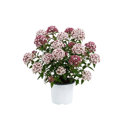 Viburnum Bush Plant Potted, Hardy Flowering Shrub, Rare Viburnum Plant for Outdoor Garden, Landscape, or Hedge, 4-6 Inches (Pink Viburnum)