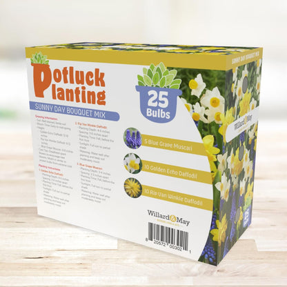 All-in-One Flower Garden Kit - 25 Flower Bulbs Per Box - Potluck Planting Sunny Day Bouquet Mix - Daffodil and Muscari Mix - Fragrant - Naturalizing - Live Outdoor Garden - Easy to Plant Flowers