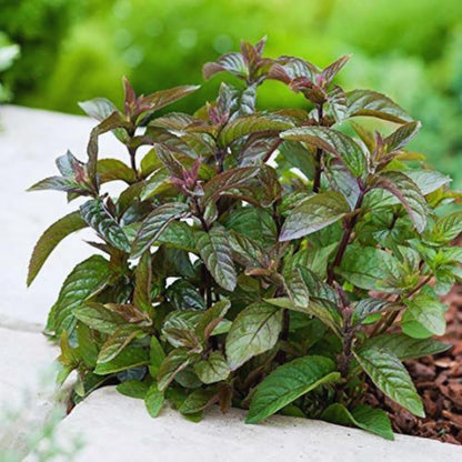 Mint Plant Live, 3 Chocolate Mint Herb Plants, 4 to 6 Inc Tall, Fragrant Perennial Plants for Gardening Outdoor, No Pot