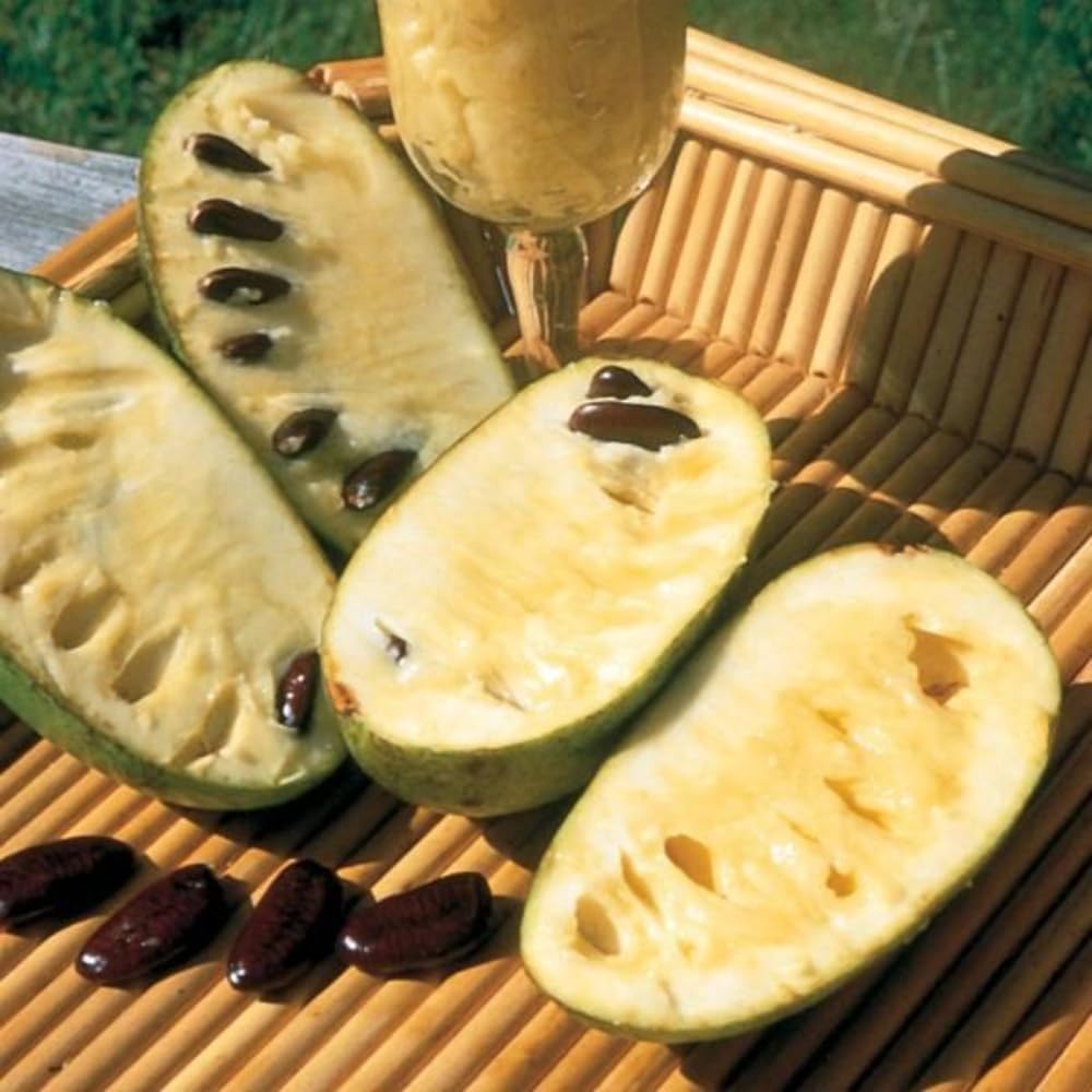 Pawpaw Tree Live Plant, 6-14 Inch Tall, Quart Pot, Cold Hardy Paw Paw Plant Live, Pawpaw Fruit Tree for Outdoor Planting