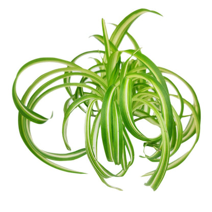 Live Houseplant 4" Bonnie Curly Spider Plant - Easy Care Indoor Plant - House Plants Indoor Live - Low Light HousePlants - Plants Live Houseplants - Air-Purifying Houseplant for Home Decoration