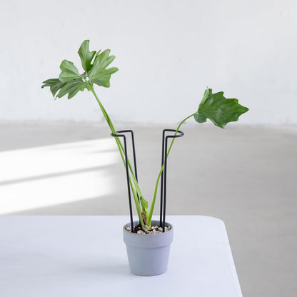 GOOOXIM 10-Pack Monstera Plant Support - 12 Inch Durable Iron U-Shaped Trellis Stakes for Indoor & Outdoor Medium-Sized Potted Plants - Perfect Stem Holder for Monstera & More