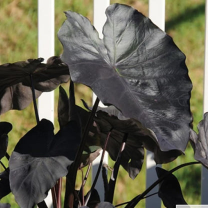 Colocasia Elephant Ears Live Plant, Alocasia Plant, Esculenta Taro Live Houseplant, 5-7 Inc Tall (Black)