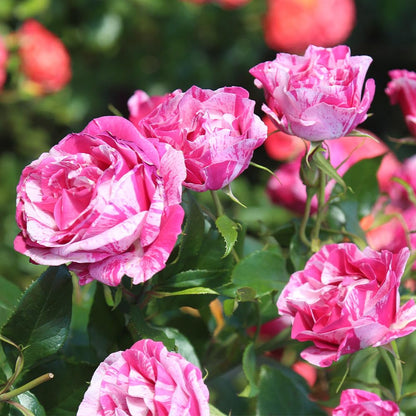 Heirloom Roses Grandiflora Rose Plant - Parade Day™ Fragrant Roses Live Plant