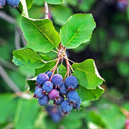 Serviceberry Plant Live 6 to 12 Inch Tall, Thornless Serviceberry Bush Live Plant Well Rooted to Grow