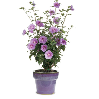 Proven Winners Dark Lavender Chiffon Rose of Sharon (Hibiscus syriacus) Live Plant, 4.5" Qt, 4 Pack