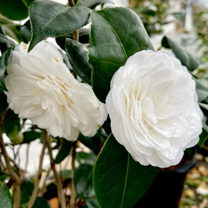 Live Plant - White by The GATE Unique Bloom Camellia Japonica-Live Starter Plant