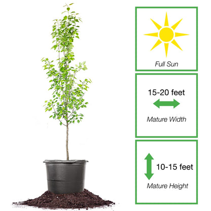 Perfect Plants Ayers Pear Tree 4-5 Feet | Live Trees for Outdoor Planting | Sweet Fruit for Fresh Eating or Canning | Sugar Pear Fruits Delicious and Healthy
