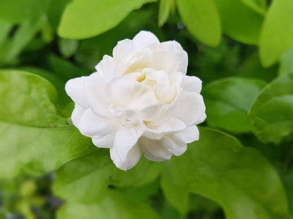 Sambac Jasmine Plant | 3 Live Plants | Jasminum Sambac | Fragrant White Blooms | Ideal for Indoor & Outdoor Planting | Aromatic Addition to Gardens & Patios | Lush & Decorative Foliage