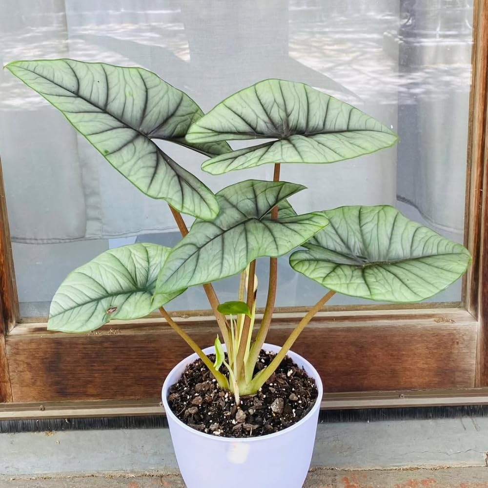 Alocasia Live Plant, Tropical Plant for Gift or Home Office Decor, Air Purifying, Rare Alocasia Plant Indoor from 2 to 4 Inches Tall (Silver)