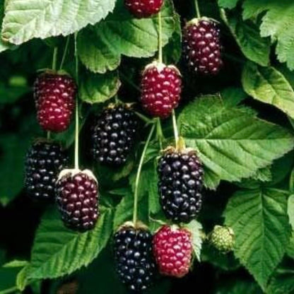 Boysenberry Plants - Pack of 2 (Two) - Mix Between Raspberry BlackBerry Loganberry Dewberry Plants for Planting - 4-6 inch Starter Plants - Fruit Tree Live Plant