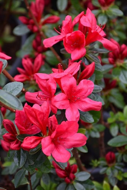 Dwarf Autumn Fire Encore Azalea – Compact Reblooming Shrub with Bright Red Flowers for Borders, Containers & Landscapes (3 Gallon/Potted/Single Plant)