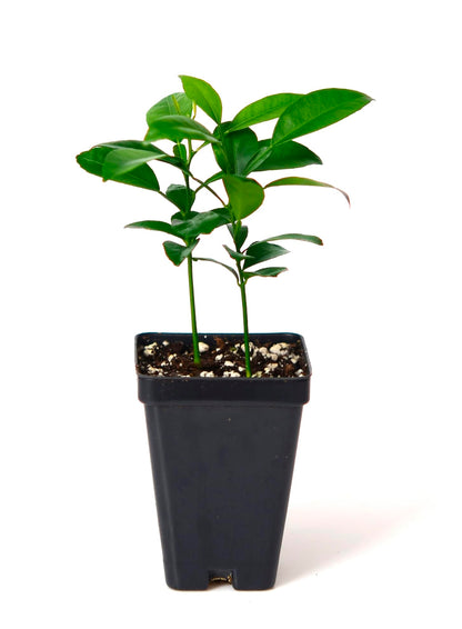 Yuzu Citrus Tree - Pot of 2 Starter Plants. Citrus Junos. 3" - 5"