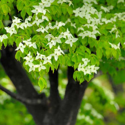 Dormant Dogwood Tree Live Plant, 9 Months Old 6-12 Inch Tall in Quart Pot, Dogwood Tree Potted, Perennial, Well Rooted Plants, Cold Hardy (White Kousa)
