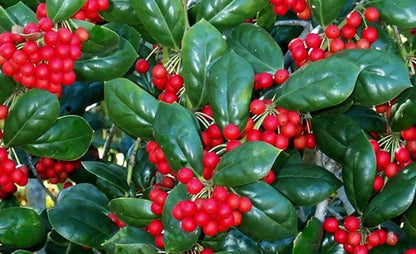 Burford Holly Tree/Shrub - 10-16" Tall Live Plant - Quart Pot - Holly Bush Seedling - Ilex Cornuta 'Burfordii'