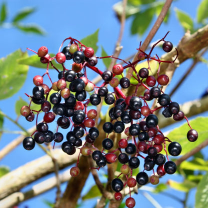 2 Elderberry Live Plants | 8-12 Inches Bare Root Rooted Cuttings | Black Sambucus Deciduous Fruit Shrub | Well-Rooted for Outdoor Garden and Landscape