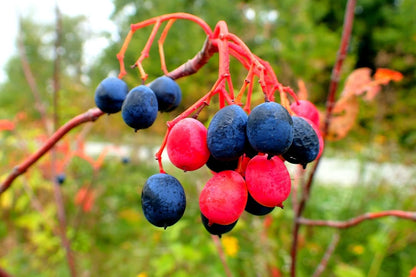 Nannyberry Bush Seedlings for Planting - No Ship to California (3 Seedlings)