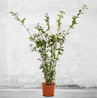 Bay Laurel Tree - Laurus Nobilis - Bay Leaf Live Plant (5–9 Inches Tall) - True Laurel, Aromatic Evergreen – Container-Friendly Patio Tree or Indoor Herb