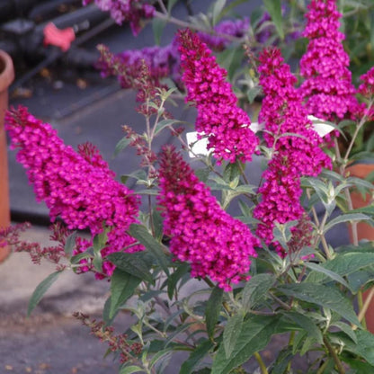 Potted Butterfly Bush Live Plant, 5-9" in Tall, Cold Hardy, Spring Outdoor PlantingBlooms Summer to Fall, Dormant in Winter (Cranberry Buddleia Plant)