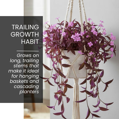 2 Pale Puma Wandering Jew Cuttings to Grow – Tradescantia Pallida Cuttings - Purple & Lavender Plant - Easy Trailing Houseplant for Hanging Baskets & Pots - Gardener Gift