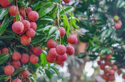 Lychee Fruit Tree Live Plant, Litchi chinensis, Seed Grown 8-12 Inch, Tropical Fruit Tree for Outdoor Growing, USDA Zones 9-11