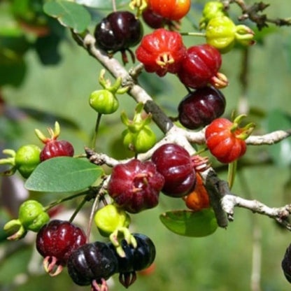 Surinam Cherry Live Plant 4–7" Tall, Surinam Cherry Plant, Tropical Edible Fruit Plant, Fast Growing, Suitable for Indoor Outdoor
