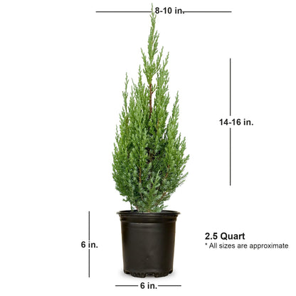 Plants by Mail Blue Point Juniper (Tree, Bush, Evergreen, Fragrant), 2.5 Quart