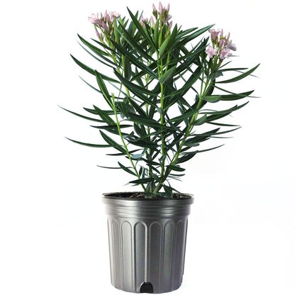 American Plant Exchange Oleander 'Petite Pink' – 10-Inch Pot – Live Flowering Shrub with Soft Pink Blooms, Drought-Tolerant Outdoor Plant for Patios, Gardens, Borders & Landscape Hedges