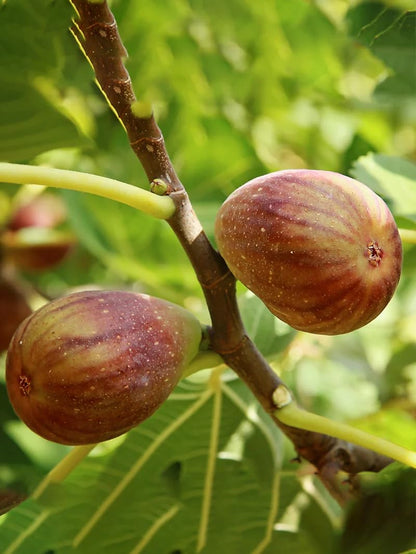 Live Olympian Fig Tree (5-9") - Award Winning Ficus Carica - Ultra Cold Hardy Zone 6-10 - Large Sweet Fruit - Self-Pollinating Container or Garden Patio Plant - Heavy Producer