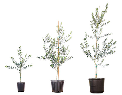 Arbequina Olive 4-5'