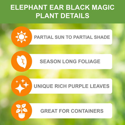 Garden State Bulb Premium Black Magic Elephant Ear Bulbs, 7/9 inches, Spring Planting (Bag of 2)