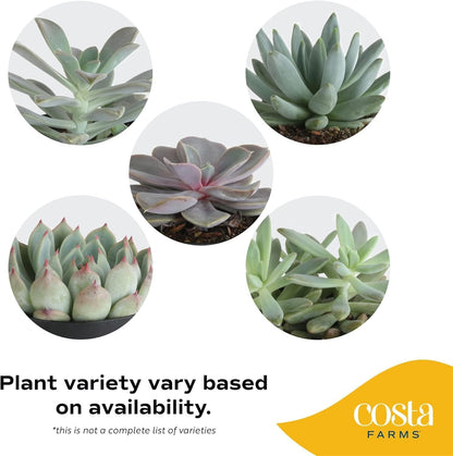 Costa Farms Echeveria, Succulent Live Plant in Decorative Pot, Succulent Indoor Houseplant, Perfect for Home, Room, or Office Decor, Great House Warming or Birthday Gift, 4-6 Inches Tall