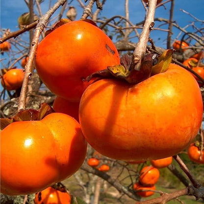 Mixrug 30+ Organic Fuyu Persimmon Seeds for Planting Outdoors,Diospyros Seeds Non-GMO Heirloom,Cold Hardy Fruit Tree Seed High Germination for Home Outdoor Garden