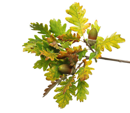 Bulk White Oak Tree Seedlings for Planting - 1 Yr Old Seedlings of Quercus alba - Great for Shade and Privacy Hedge (10 White Oak Trees)