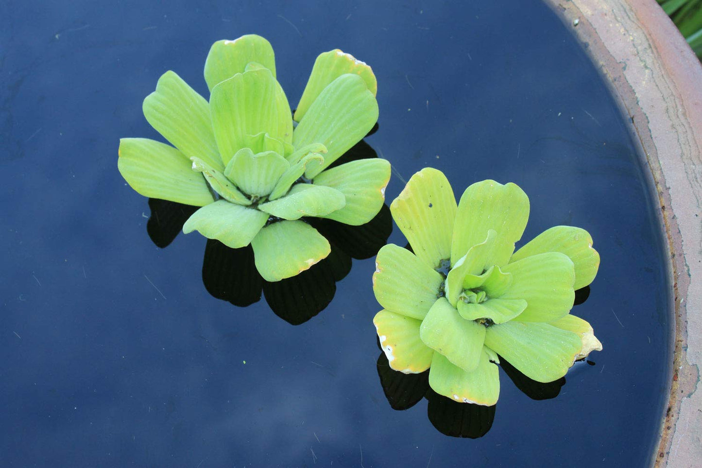 2 Water Lettuce + 2 Water Hyacinth Bundle - Floating Live Pond Plants for Outdoor Water Gardens