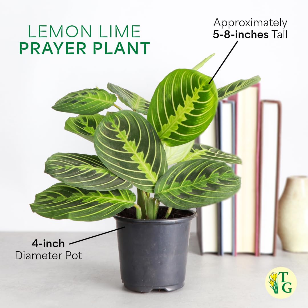 Thorsen's Greenhouse Lemon Lime Prayer Plant, Live Indoor Plant, Pet Friendly, Attractive Houseplant, Lemon Maranta, Natural Air Purifier, Easy to Grow, 4" Diameter Pot (Sage)