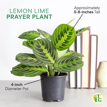 Thorsen's Greenhouse Lemon Lime Prayer Plant, Live Indoor Plant, Pet Friendly, Attractive Houseplant, Lemon Maranta, Natural Air Purifier, Easy to Grow, 4" Diameter Pot (Terra Cotta)