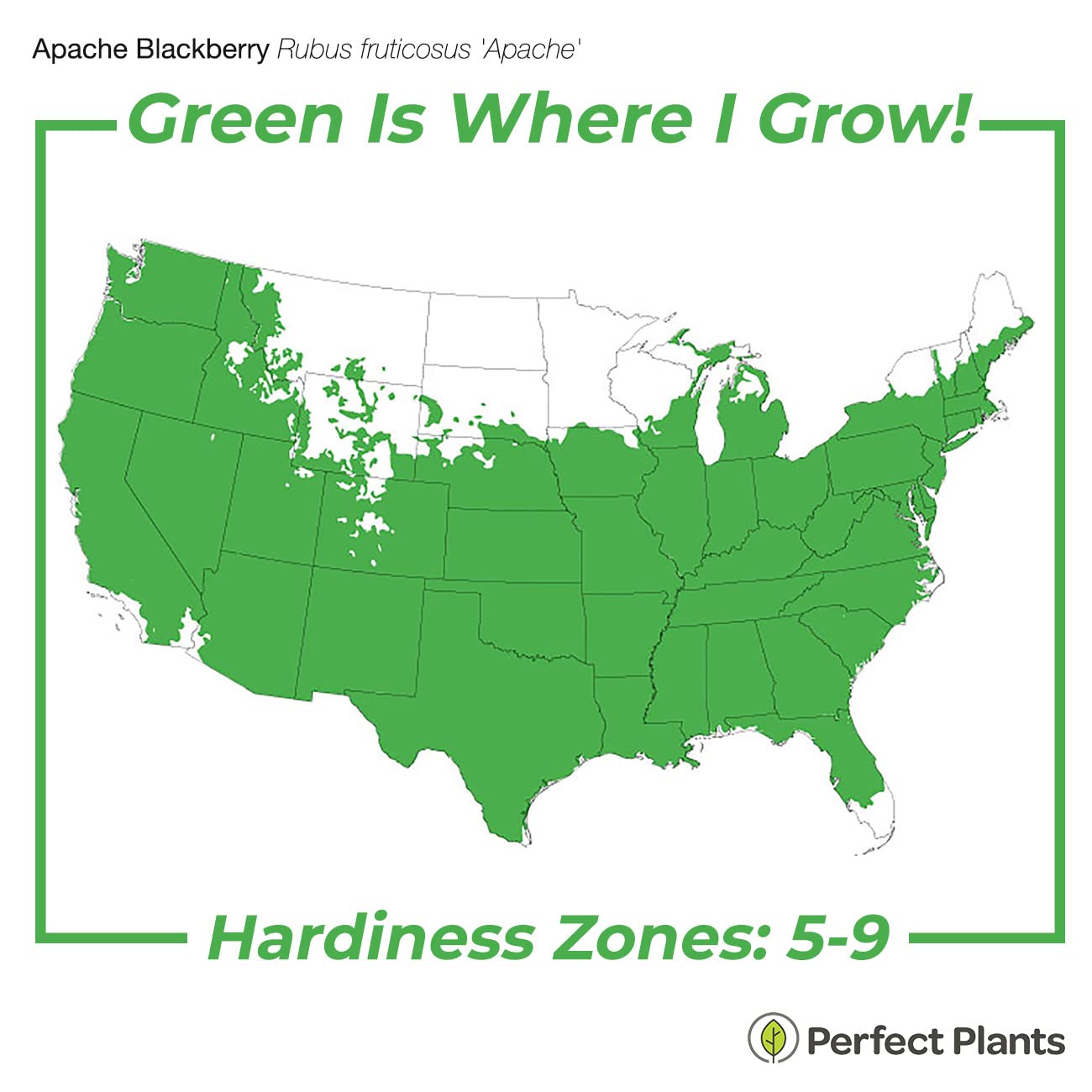 Perfect Plants Apache BlackBerry Bush 1 Gallon | Live Thornless Fruit for Outdoor Planting | Fresh Fruits for Home Gardens | Dark Purple Berries Emerge During Early Summer