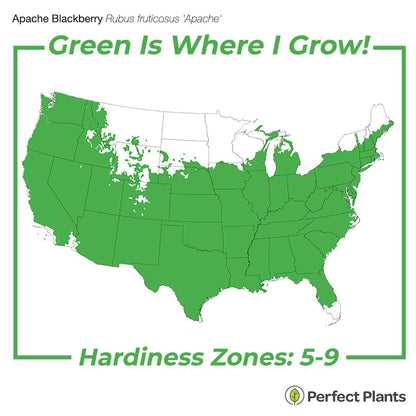 Perfect Plants Apache BlackBerry Bush 1 Gallon | Live Thornless Fruit for Outdoor Planting | Fresh Fruits for Home Gardens | Dark Purple Berries Emerge During Early Summer