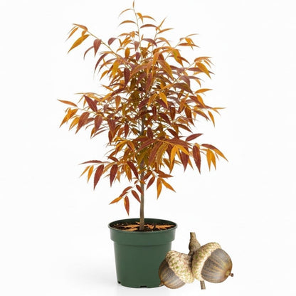 2 Live Willow Oak Plant, Willow Oak Shades Plant Live 6-10 Inches Tall, Oak Trees for Planting Outdoor Garden