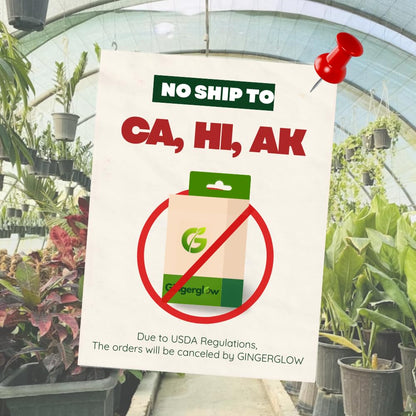 (No Ship to CA) 4 Persimmon Tree Live Plants | 1-2ft Bare Root Seedlings | Low Maintenance Nut and Fruit Tree Alternative & Well-Rooted | Dormant Plant