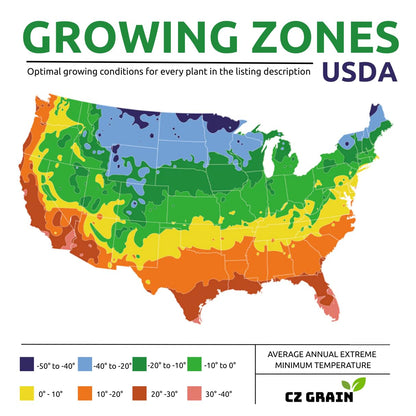 Constellation Caladium Bulbs for Planting - Perennial Hosta, Elephant Ears, Fancy (6 Bulbs)