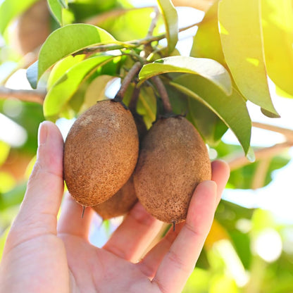 Sapodilla Tree Live Plant to Grow Outdoor 2 to 3 Feet, in 3 Gallon Pot, Sapodilla Plant Live, Cannot Ship to CA
