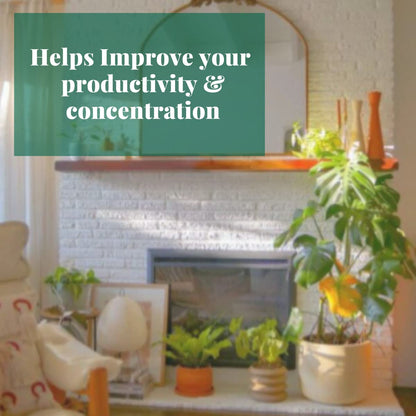House Plant Shop | Philodendron 'Velvet' - 4" Pot | Live Indoor Plant | Easy to Care | Natural Décor Plant | Great Gifts| Free Care Guide